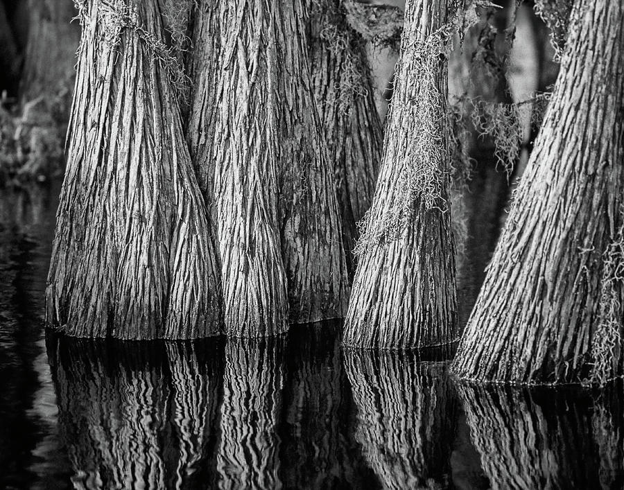 Okefenokee Cypress Photograph by Rod Kaye