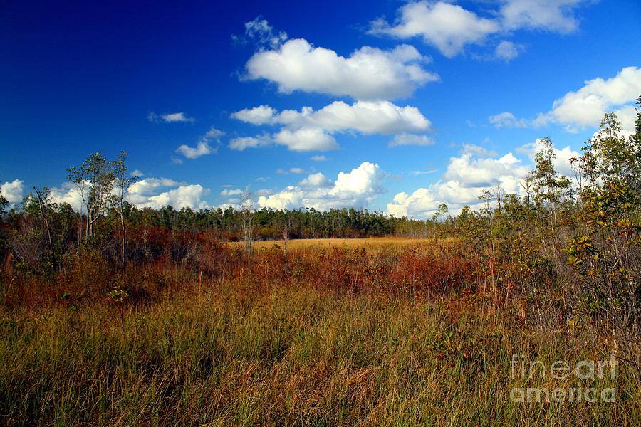 Okefenokee Prairie Photograph by Southern Photo