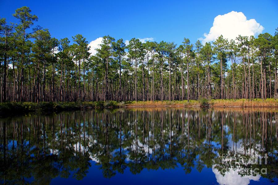 Okefenokee Reflections Photograph by Southern Photo