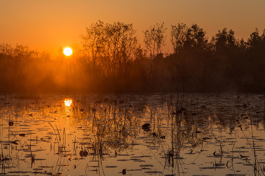 Okefenokee sunrise Photograph by Stefan Mazzola