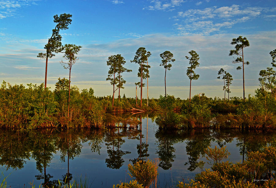 Okefenokee Swamp 013 Photograph By George Bostian   Okefenokee Swamp 013 George Bostian 