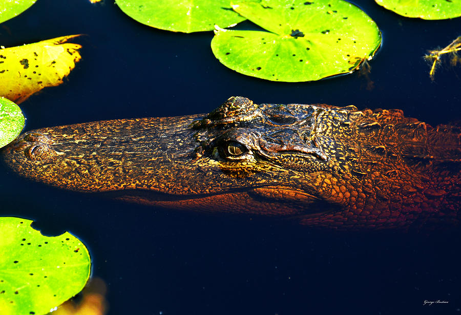 Okefenokee Swamp 017 - Alligator 002 Photograph by George Bostian