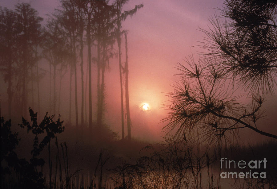 Okefenokee Swamp Photograph by Andrew Rakoczy 