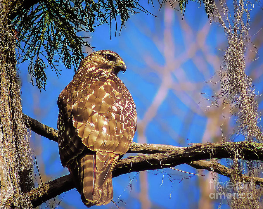 Okefenokee Swamp Red-Tailed  Hawk - Buteo Jamaicensis  Photograph by DB Hayes