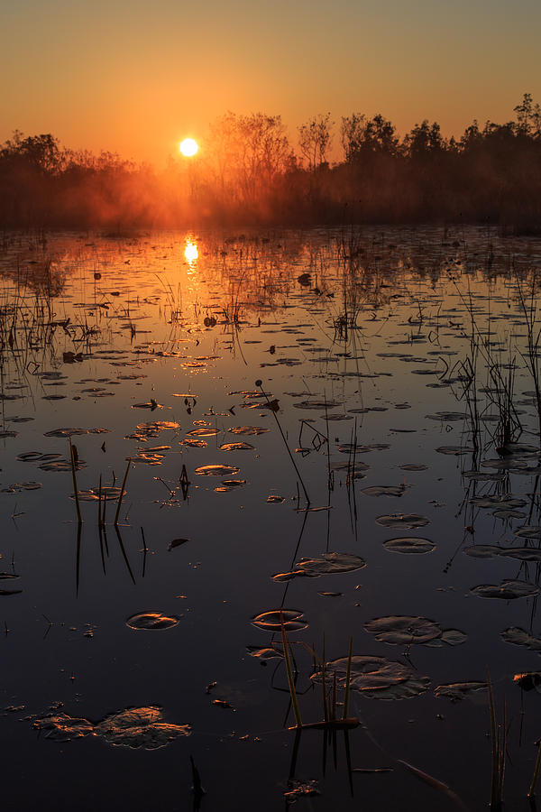 Okefenokee swamp sunrise Photograph by Stefan Mazzola