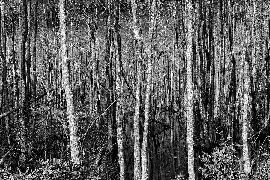 Okefenokee Swamp Trees Photograph