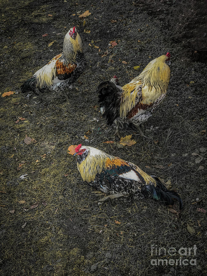 Okemos Public Chicken Photograph by Joseph Yarbrough