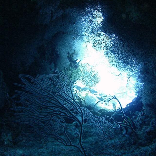 Diving Photograph - Okinawa Diving #diving #sea#海 by Ryo Maegawa