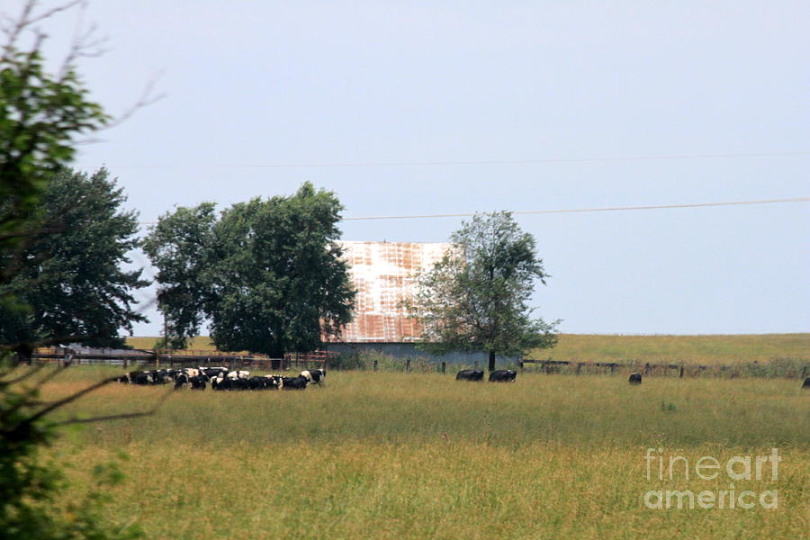 Oklahoma Cattle Farm Photograph