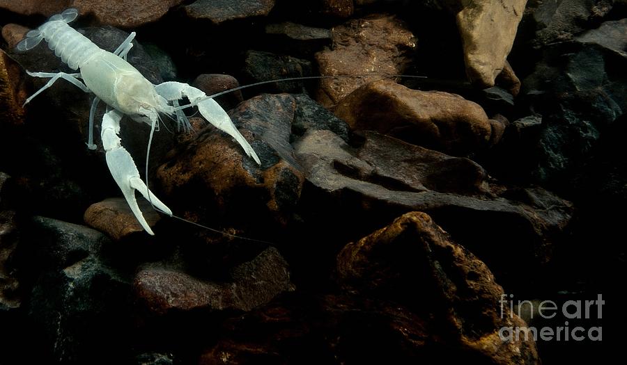 Oklahoma Cave Crayfish Photograph by Dant Fenolio