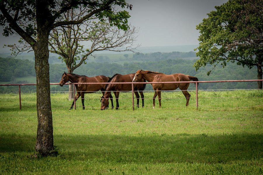 Oklahoma Horses off Hwy 11 Photograph by Bert Peake