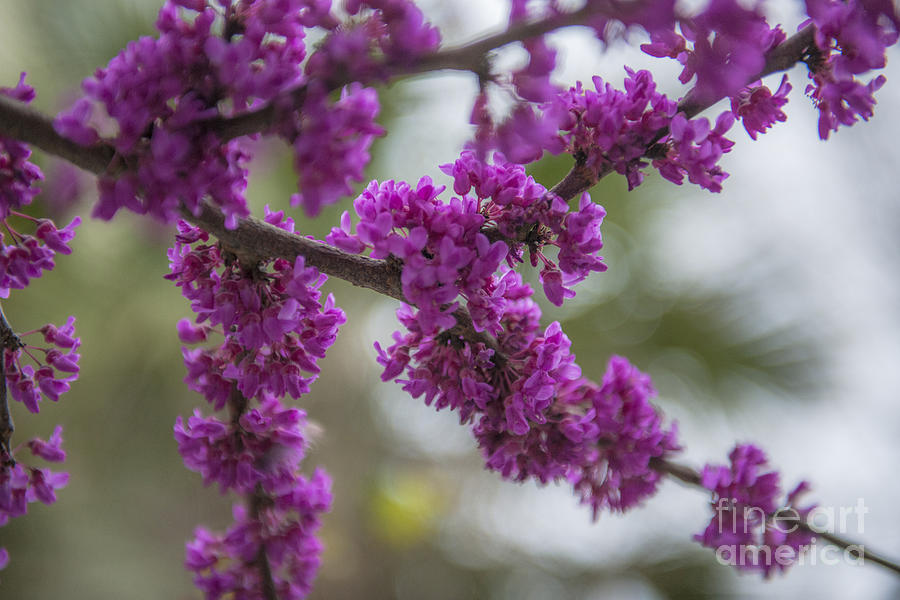 Oklahoma Red Bud Blooming Photograph