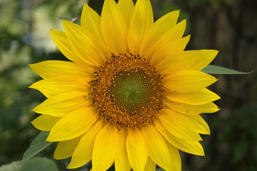 Oklahoma Sunflower Photograph by Sherry Cloud | Fine Art America