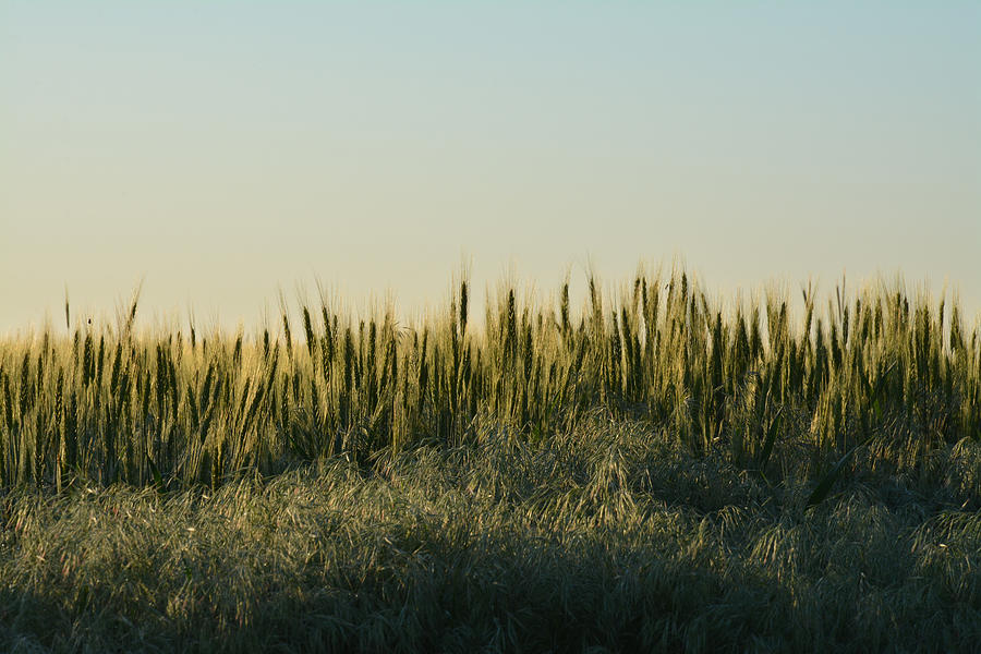 Oklahoma Wheat Photograph by Willie Vinson - Fine Art America