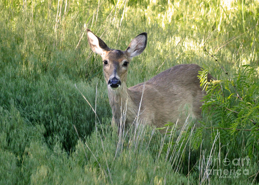 Oklahoma Whitetail Deer Photograph by Nava Thompson