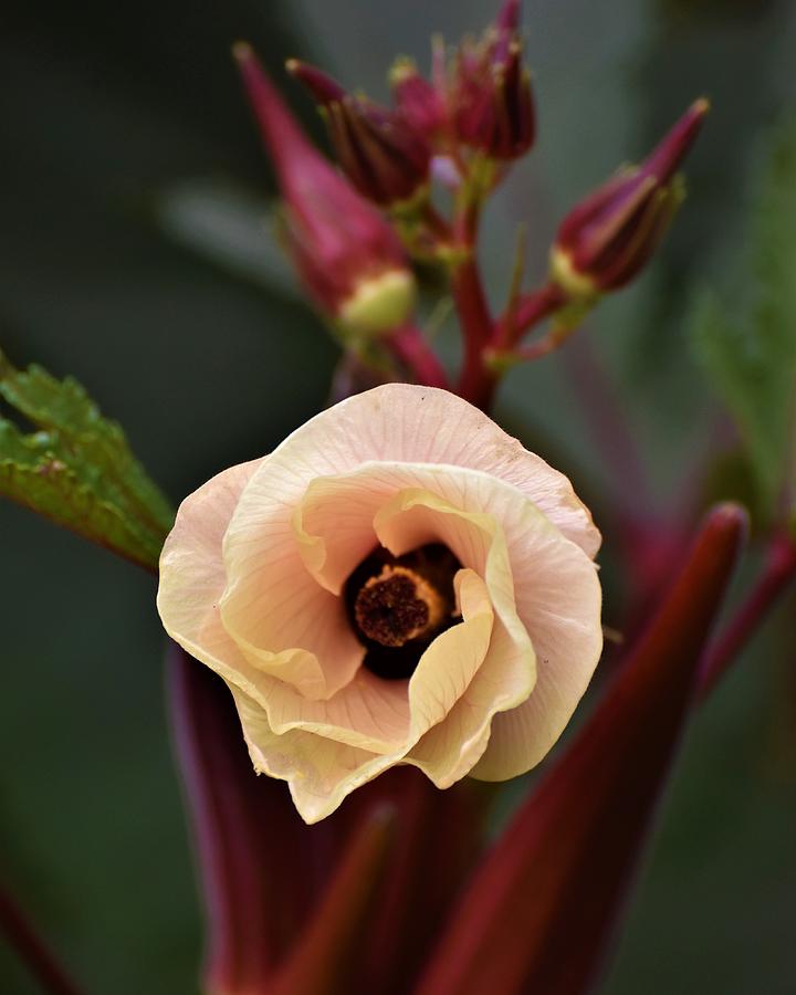 Okra Blossom Photograph by Chip Gilbert