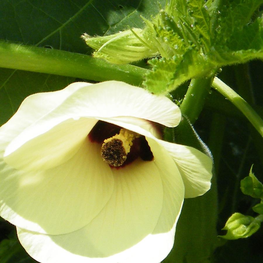 Okra Blossom Painting by Virginia Potter