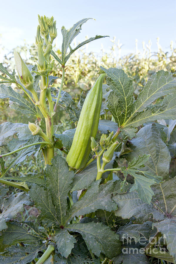 Okra Maturing In Field Photograph by Inga Spence