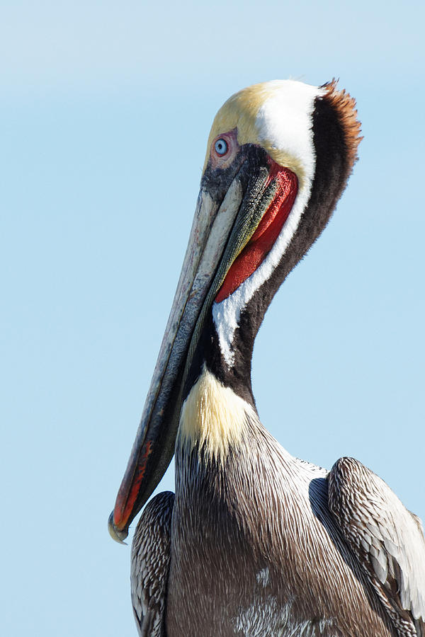 Ol Blue Eyes is Back -- Brown Pelican in Port San Luis, California Photograph by Darin Volpe