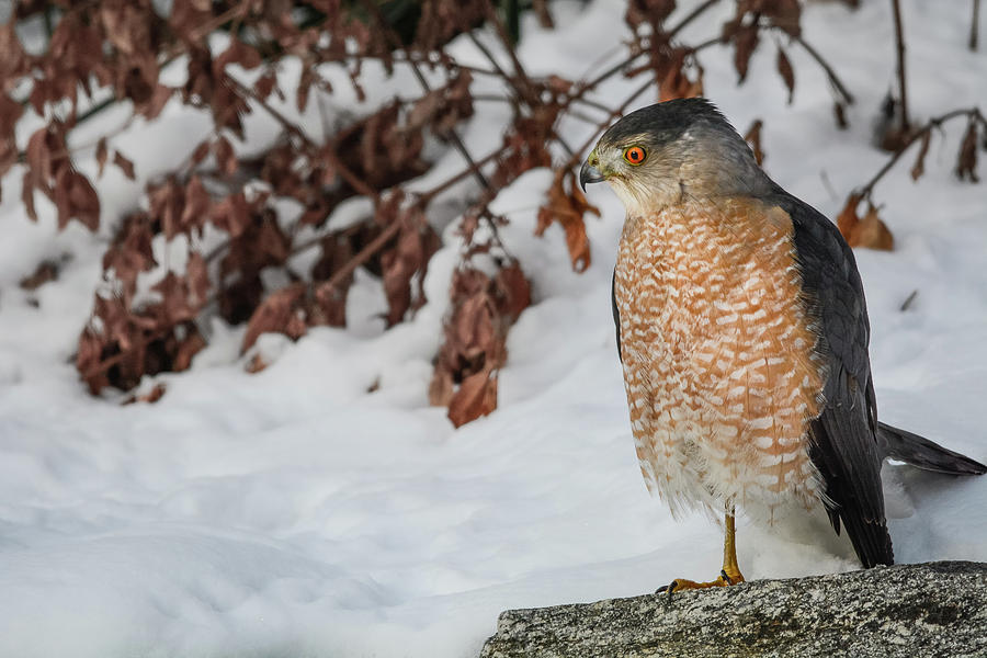 Ol Peg Leg Hawk Photograph by Brian Alberghini | Fine Art America