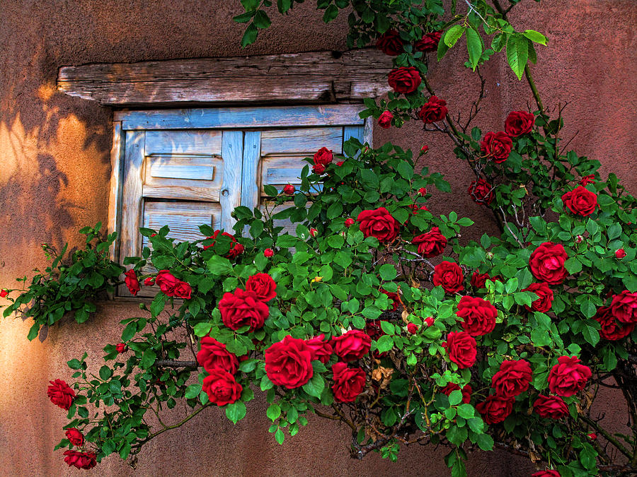Old Adobe with Roses Photograph by Paul Cutright