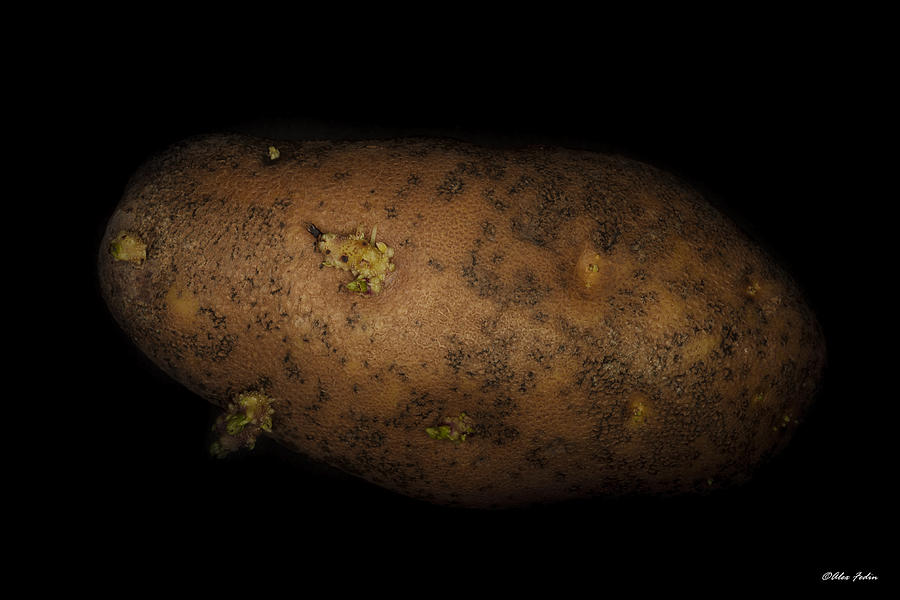 Old and Big Potatoe Photograph by Alexander Fedin