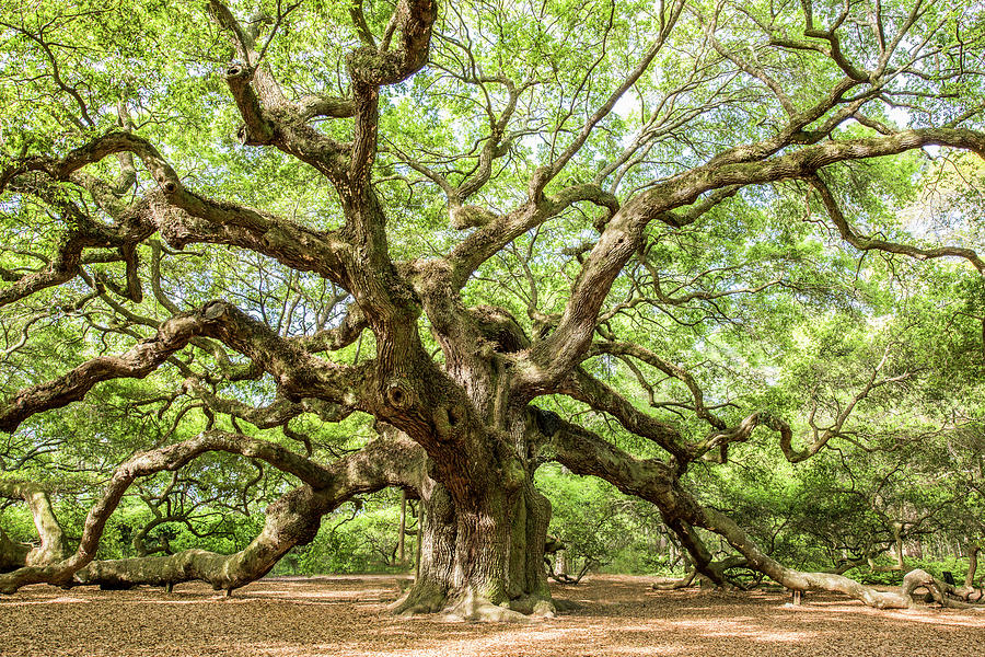 Old Angel Oak Photograph by Jon Glaser
