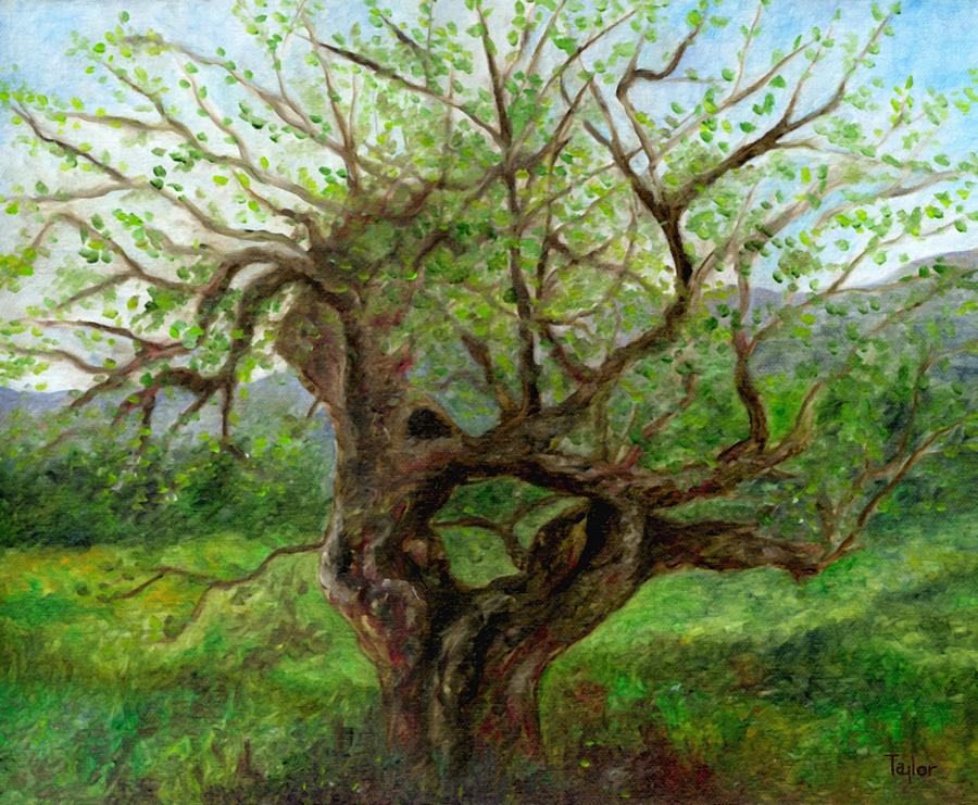 Old Apple Tree Painting by FT McKinstry