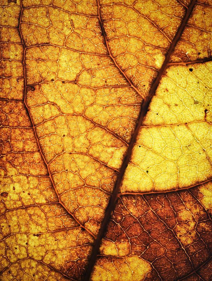 Old Autumn Tree Leaf Texture Photograph by Jozef Jankola - Pixels