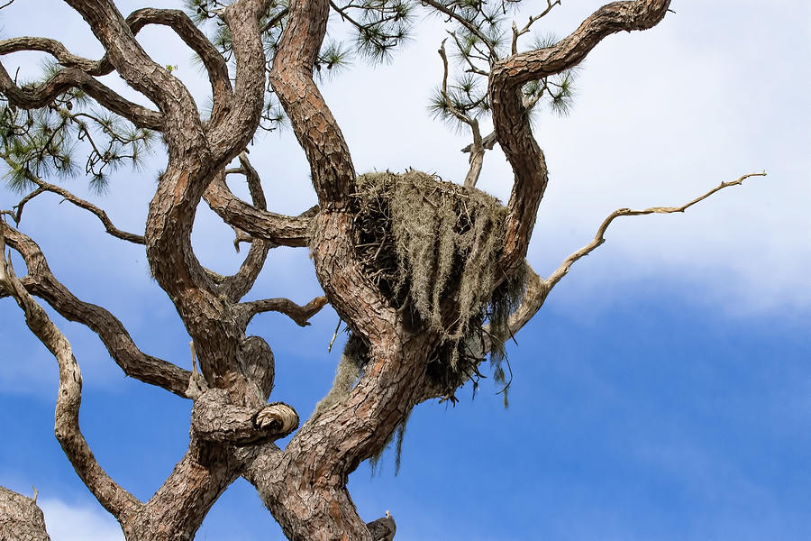 Old Bald Eagle Nest Photograph by Richard Goldman