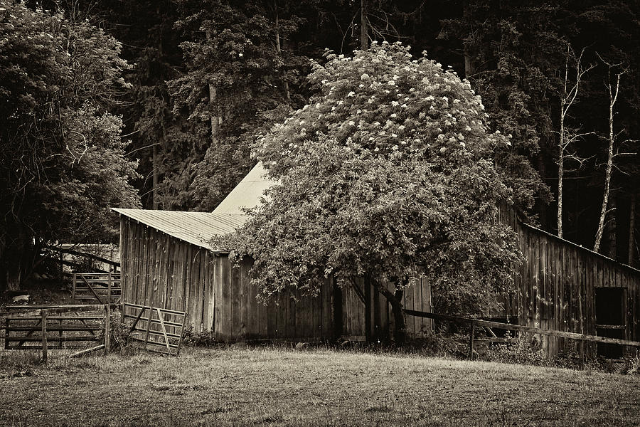 Old Barn - 365-99 Photograph by Inge Riis McDonald