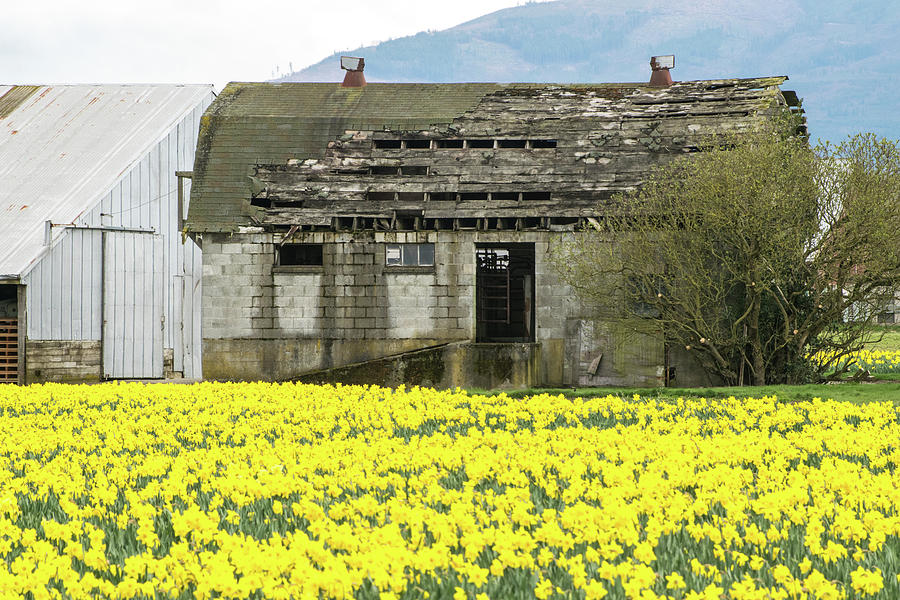 Old Barn and Daffodils Photograph by Tom Cochran