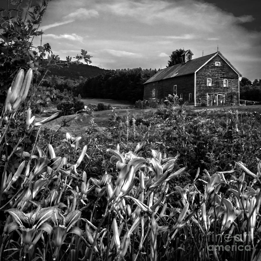Old Barn and Daylilies in Vermont - BW Photograph by James Aiken