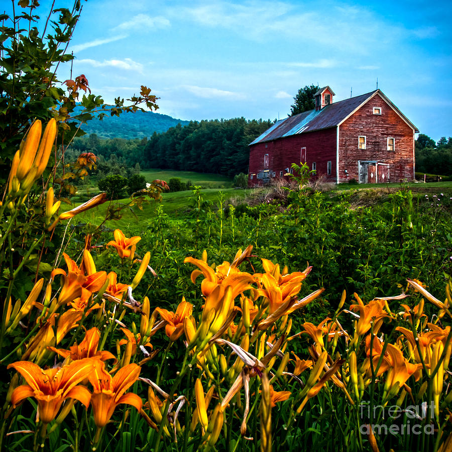 Old Barn and Daylilies in Vermont Photograph by James Aiken