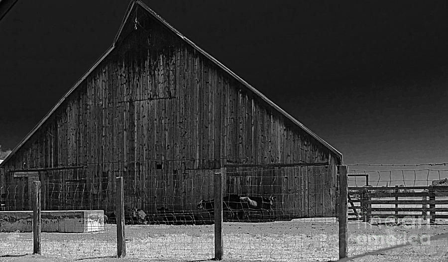 Old barn black and white Photograph by Sandra Peery