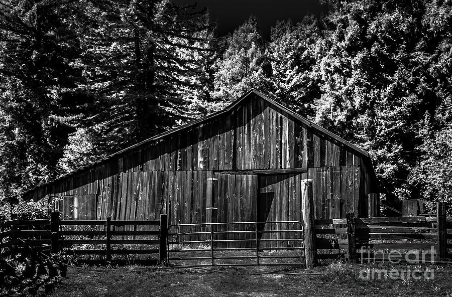Old Barn Coleman Valley Road Infrared Black and White Photograph by Blake Webster