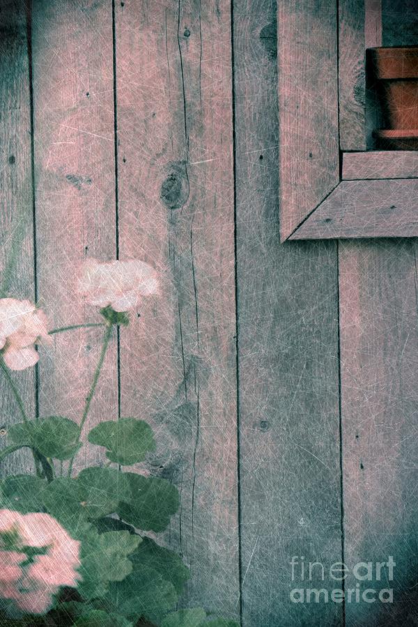 Flower Photograph - Old Barn Details by Sophie Vigneault