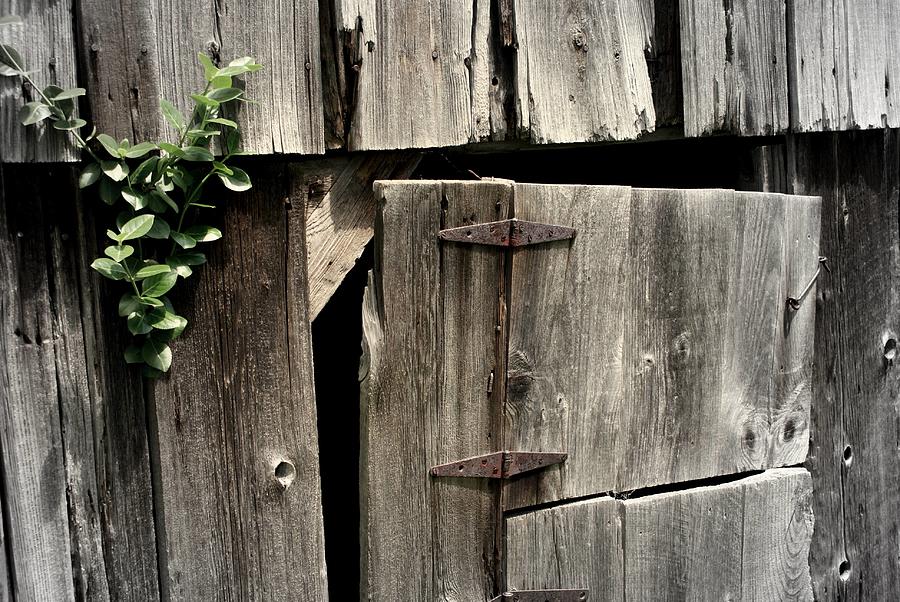 Old Barn Door Photograph by Lois Lepisto