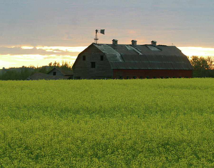 Summer Photograph - Old Barn in Canola Field by Jack Dagley