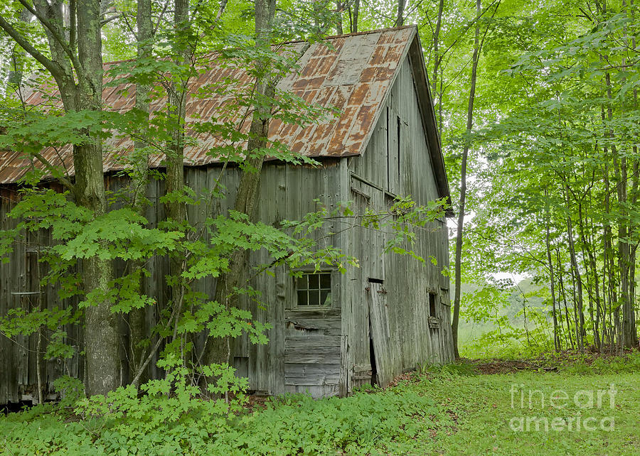 Old Barn In Summer Woods Photograph by Alan L Graham