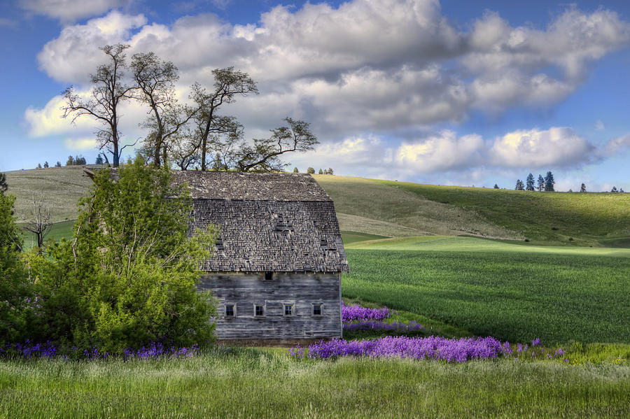 Old Barn - Palouse - Washington Photograph by Nikolyn McDonald