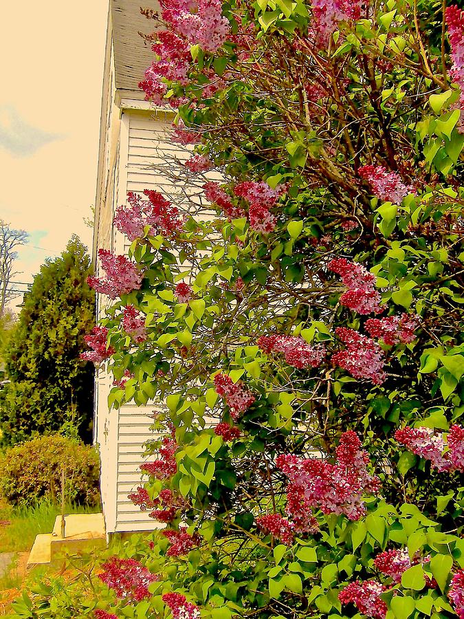 Spring Photograph - Old Barn with Lilacs by Elizabeth Tillar