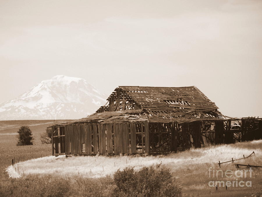 Old Barn with Mount Adams in Sepia Photograph by Carol Groenen
