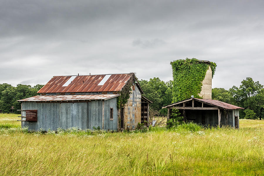 Old barn with vine covered silo Photograph by Paul Freidlund