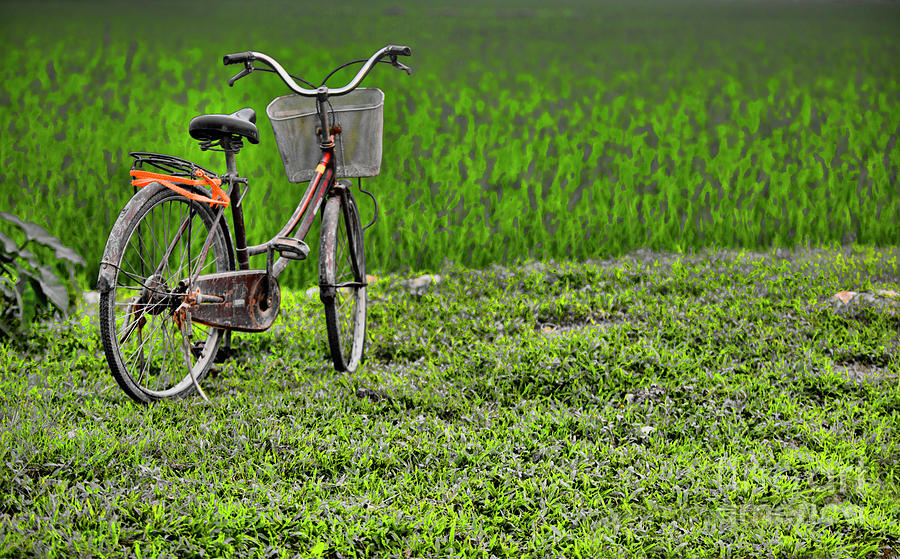 Old Bicycles Rice Fields Photograph by Chuck Kuhn