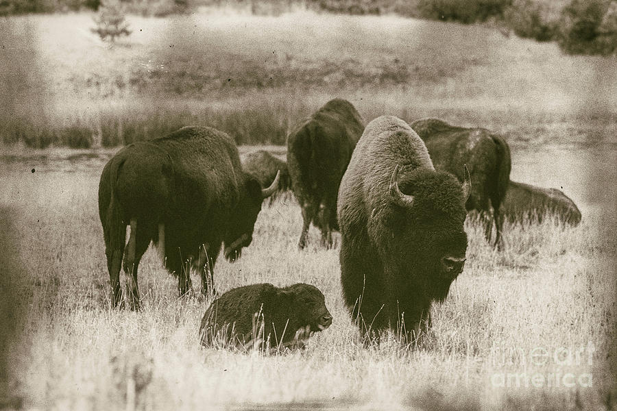 Yellowstone National Park Photograph - Old Bison by Todd Bielby