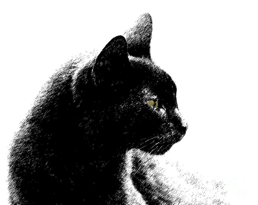 Old Black Cat Two Photograph by Lila Fisher-Wenzel