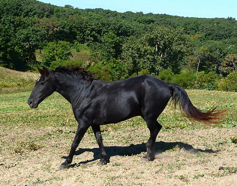 Old Black Horse Running Digital Art by Jana Russon