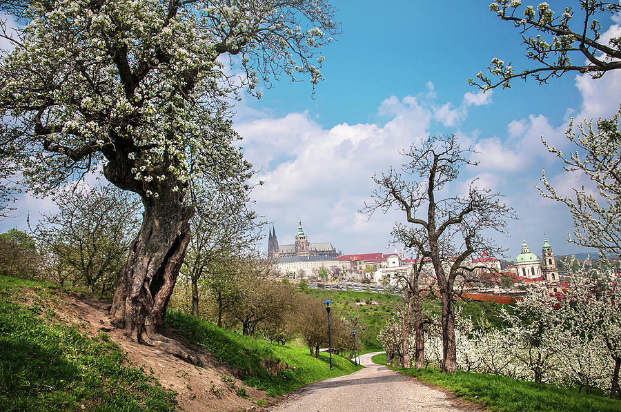 Old Blossoming Pear Tree at Petrin Hill. Prague Photograph by Jenny Rainbow