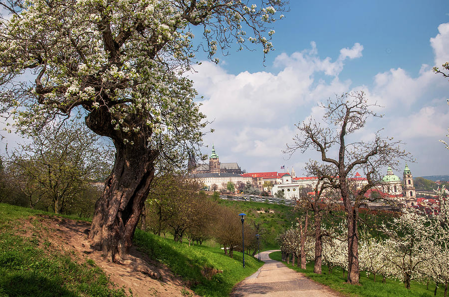 Old Blossoming Pear Tree in  Prague Orchards  Photograph by Jenny Rainbow